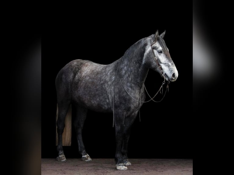 Lipizzano Castrone 7 Anni 163 cm Grigio pezzato in Buck Valley PA