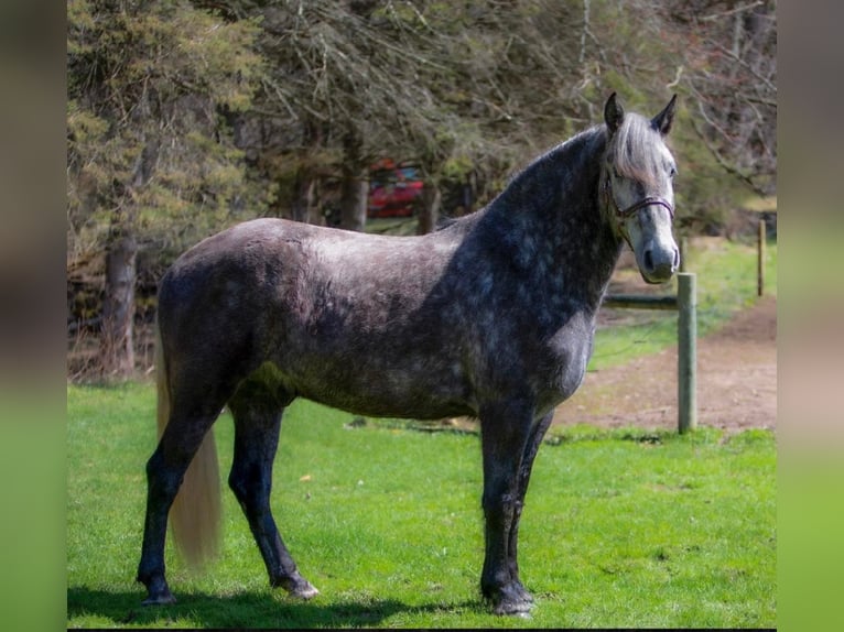 Lipizzano Castrone 7 Anni 163 cm Grigio pezzato in Buck Valley PA