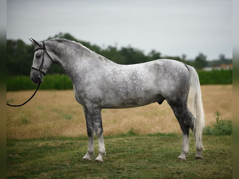 Lipizzano Castrone 7 Anni 168 cm Grigio in Cegléd