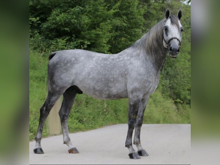 Lipizzano Castrone 8 Anni 156 cm Grigio pezzato in Karlsruhe