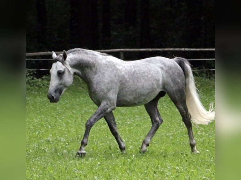 Lipizzano Castrone 8 Anni 156 cm Grigio pezzato in Karlsruhe