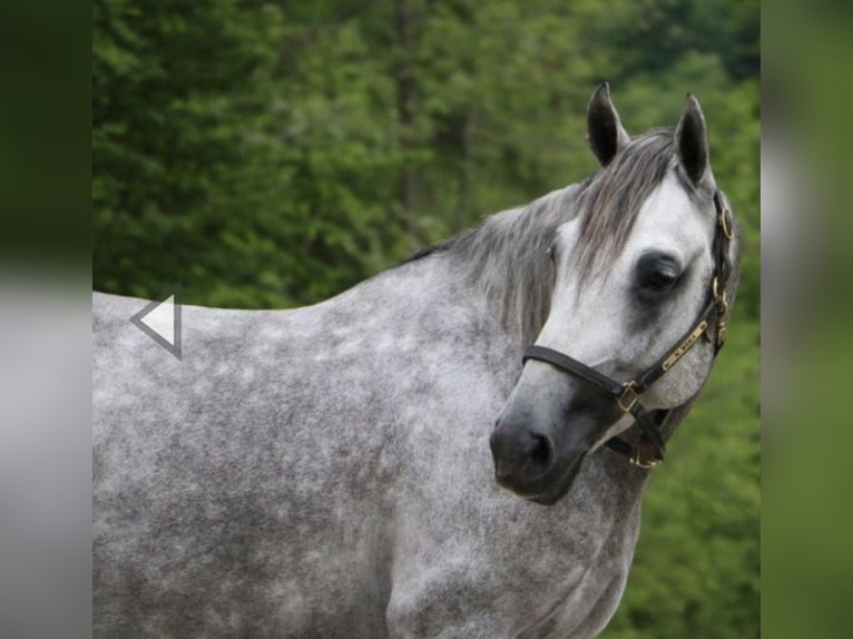 Lipizzano Castrone 8 Anni 156 cm Grigio pezzato in Karlsruhe