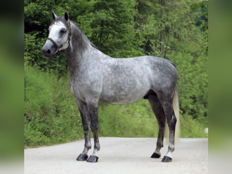 Lipizzano Castrone 8 Anni 156 cm Grigio pezzato in Karlsruhe