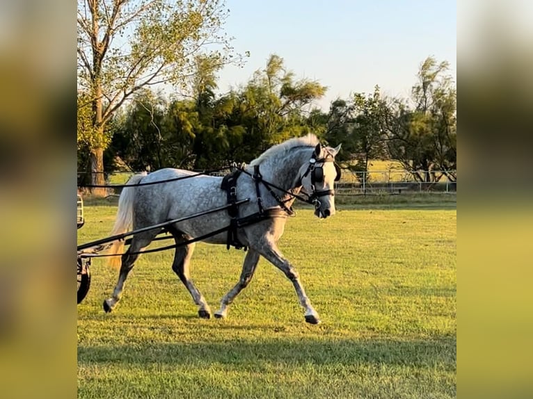 Lipizzano Castrone 8 Anni 158 cm Grigio in Târgu Secuiesc