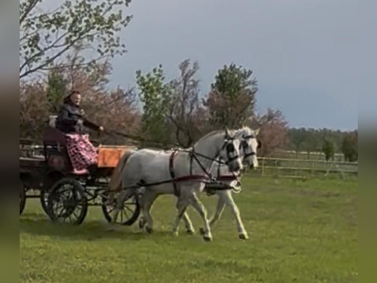 Lipizzano Castrone 8 Anni 160 cm Grigio in Tass
