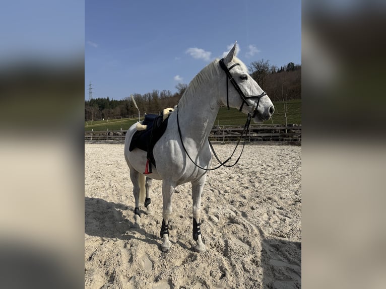 Lipizzano Castrone 8 Anni 160 cm Grigio in Basel