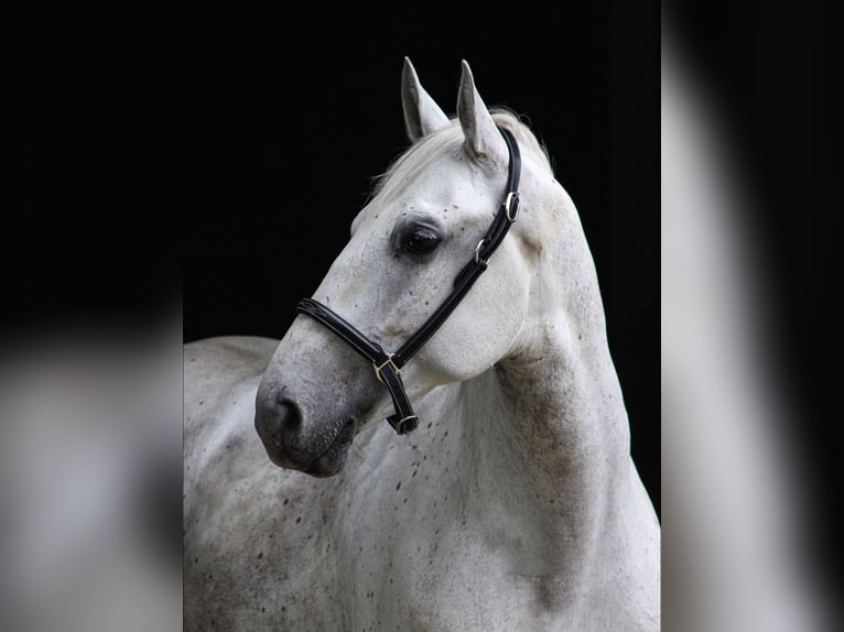 Lipizzano Castrone 8 Anni 160 cm Grigio in Basel
