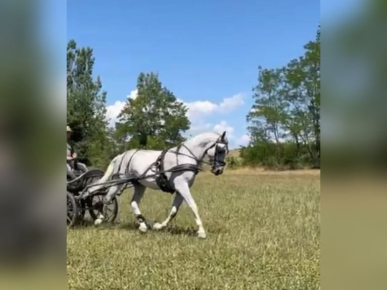 Lipizzano Castrone 8 Anni 161 cm Bianco in Tass