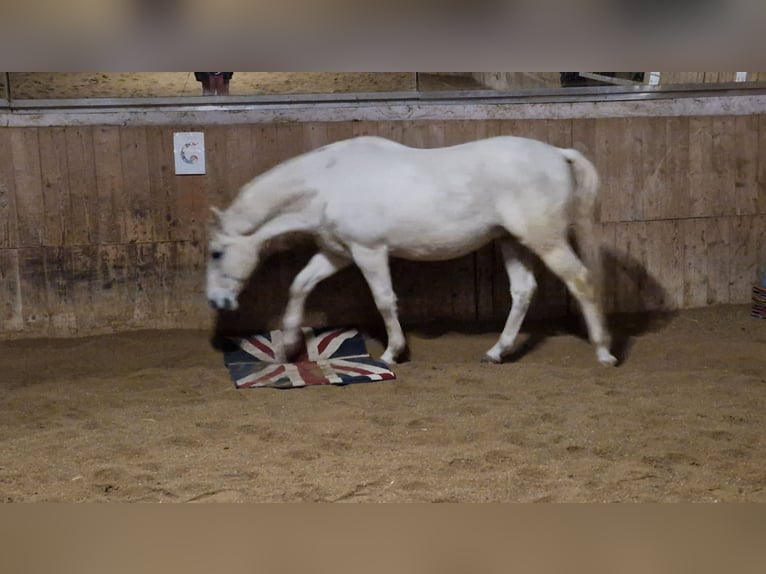 Lipizzano Castrone 8 Anni 161 cm Grigio in Gallbrunn