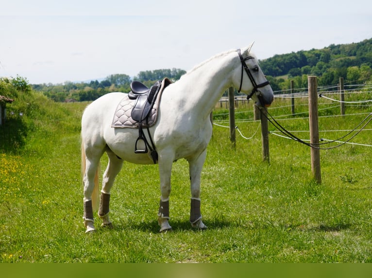 Lipizzano Castrone 8 Anni 161 cm Grigio in Isere