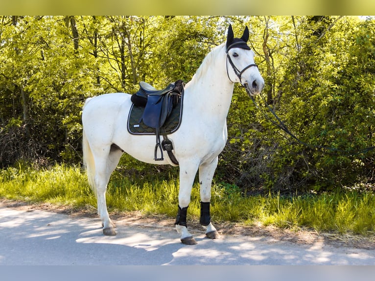 Lipizzano Castrone 8 Anni 164 cm Grigio in Götzendorf an der Leitha