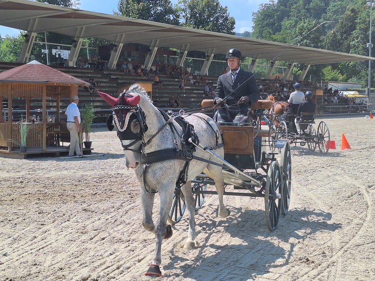 Lipizzano Castrone 8 Anni 165 cm Grigio trotinato in Lembach