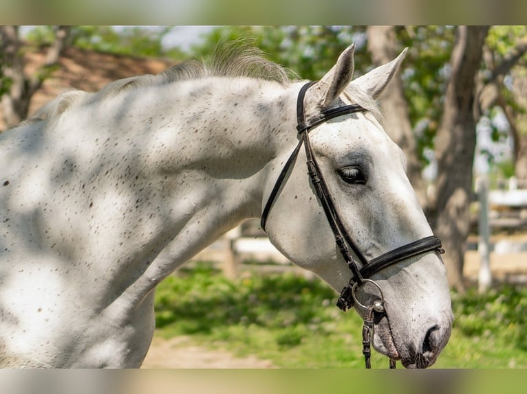 Lipizzano Castrone 8 Anni 170 cm Grigio in Taszár