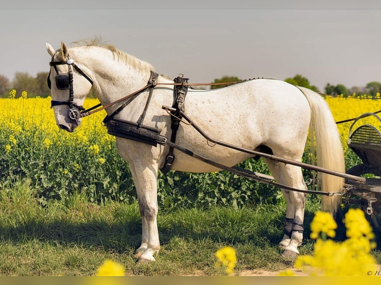 Lipizzano Castrone 8 Anni 170 cm Grigio in Taszár