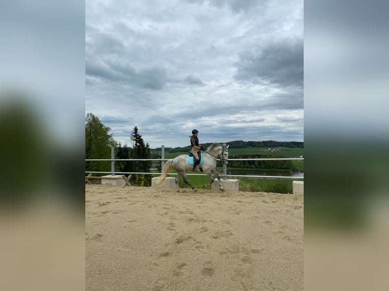 Lipizzano Castrone 8 Anni 170 cm Grigio pezzato in Mattsee