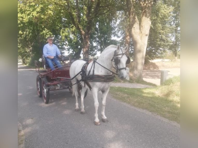 Lipizzano Castrone 9 Anni 147 cm Grigio in S&#xFC;derl&#xFC;gum