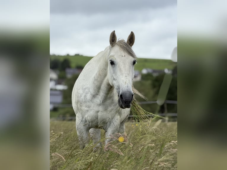 Lipizzano Mix Castrone 9 Anni 148 cm Grigio pezzato in Blankenheim