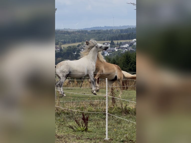 Lipizzano Mix Castrone 9 Anni 150 cm Grigio pezzato in Blankenheim