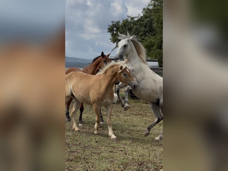 Lipizzano Mix Castrone 9 Anni 150 cm Grigio pezzato in Blankenheim
