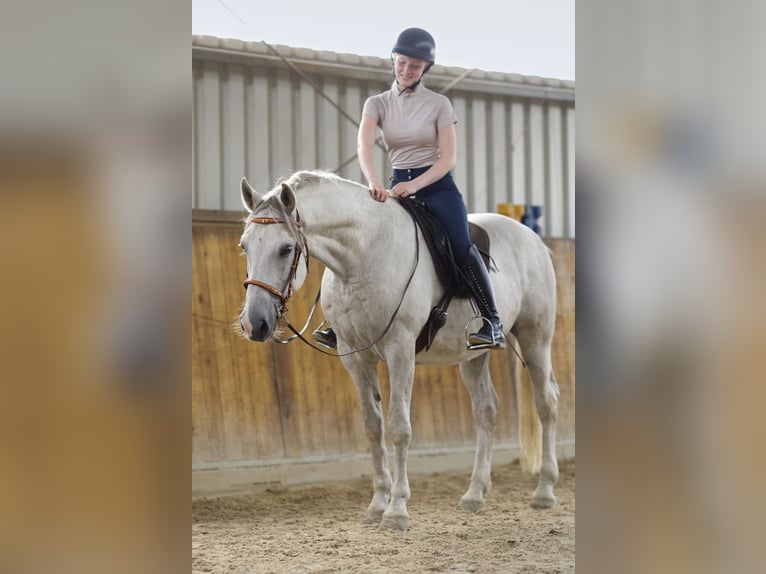 Lipizzano Mix Castrone 9 Anni 152 cm Grigio in Wenzendorf