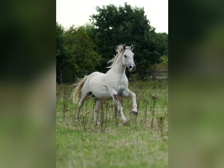 Lipizzano Mix Castrone 9 Anni 152 cm Grigio in Wenzendorf