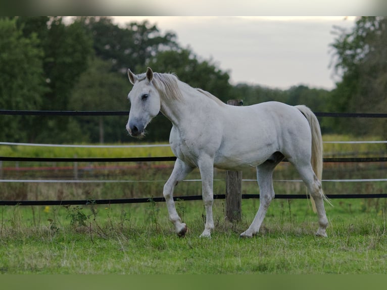 Lipizzano Mix Castrone 9 Anni 152 cm Grigio in Wenzendorf