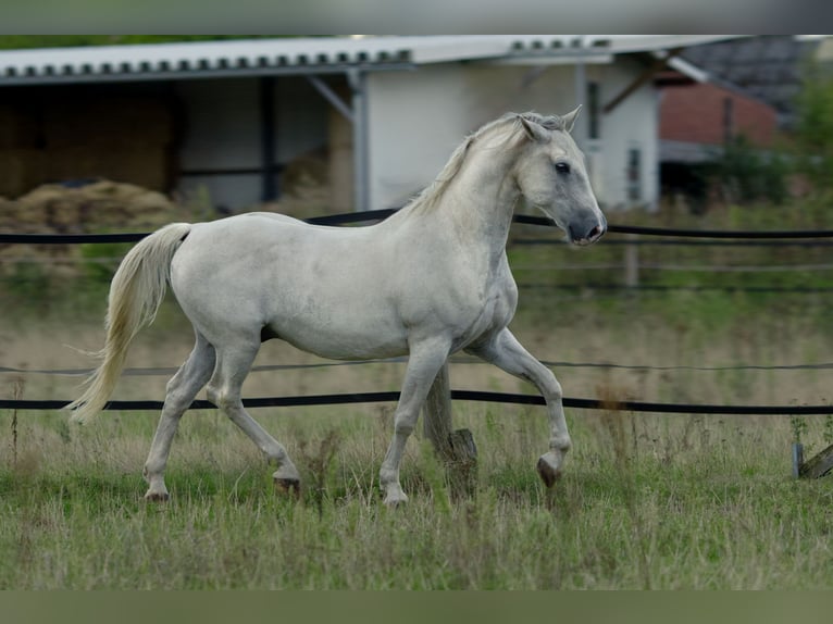 Lipizzano Mix Castrone 9 Anni 152 cm Grigio in Wenzendorf