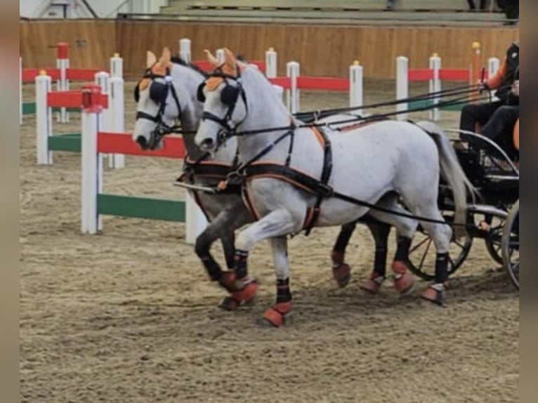 Lipizzano Castrone 9 Anni 157 cm Bianco in Tass