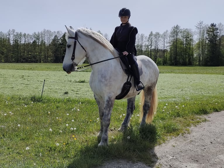 Lipizzano Mix Castrone 9 Anni 161 cm Grigio in Böbing