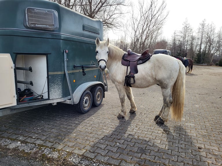 Lipizzano Mix Castrone 9 Anni 161 cm Grigio in Böbing