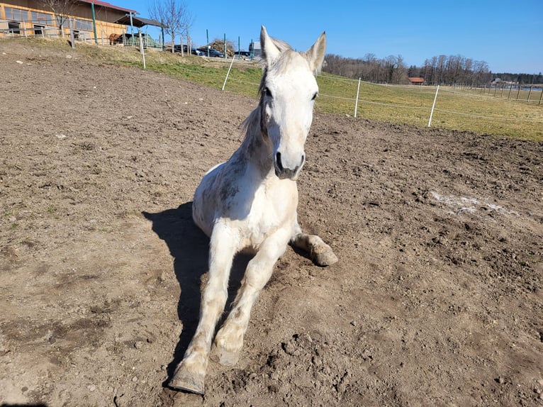 Lipizzano Mix Castrone 9 Anni 161 cm Grigio in Böbing