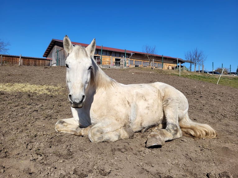 Lipizzano Mix Castrone 9 Anni 161 cm Grigio in Böbing