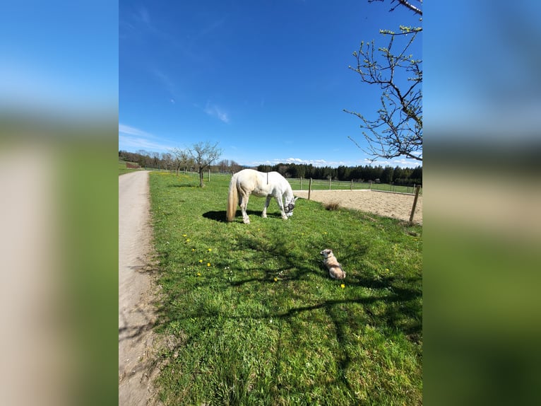 Lipizzano Mix Castrone 9 Anni 161 cm Grigio in Böbing