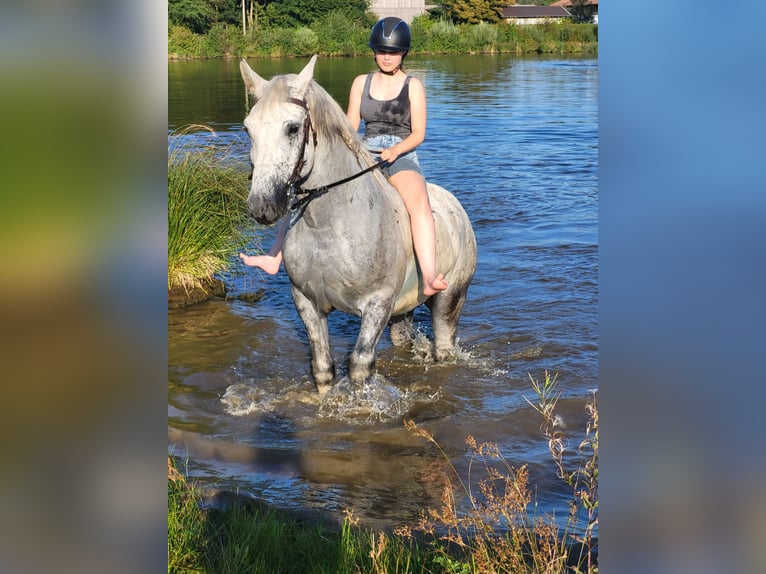 Lipizzano Mix Castrone 9 Anni 161 cm Grigio in Böbing