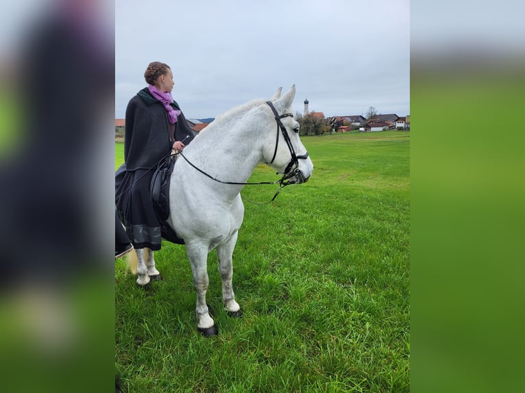 Lipizzano Mix Castrone 9 Anni 161 cm Grigio in Böbing