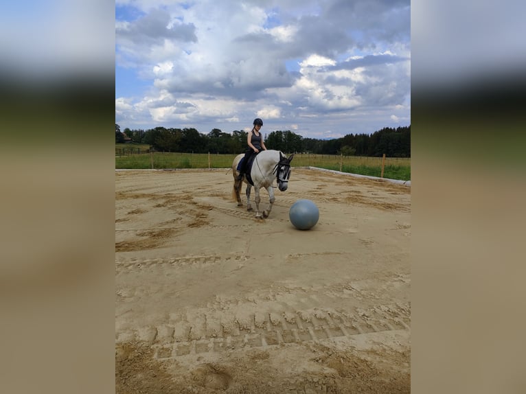 Lipizzano Mix Castrone 9 Anni 161 cm Grigio in Böbing