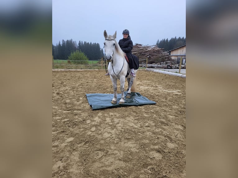 Lipizzano Mix Castrone 9 Anni 161 cm Grigio in Böbing