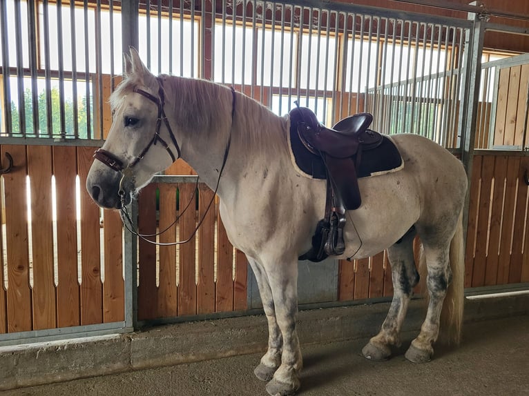 Lipizzano Mix Castrone 9 Anni 161 cm Grigio in Böbing