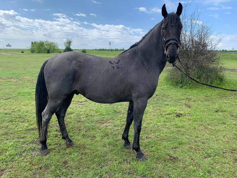 Lipizzano Castrone 9 Anni 164 cm Grigio in Nagykáta