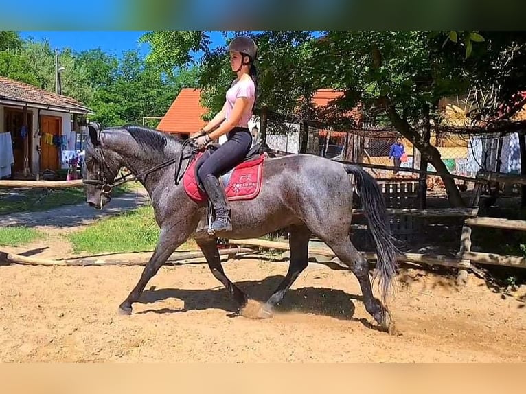 Lipizzano Castrone 9 Anni 164 cm Grigio in Nagykáta