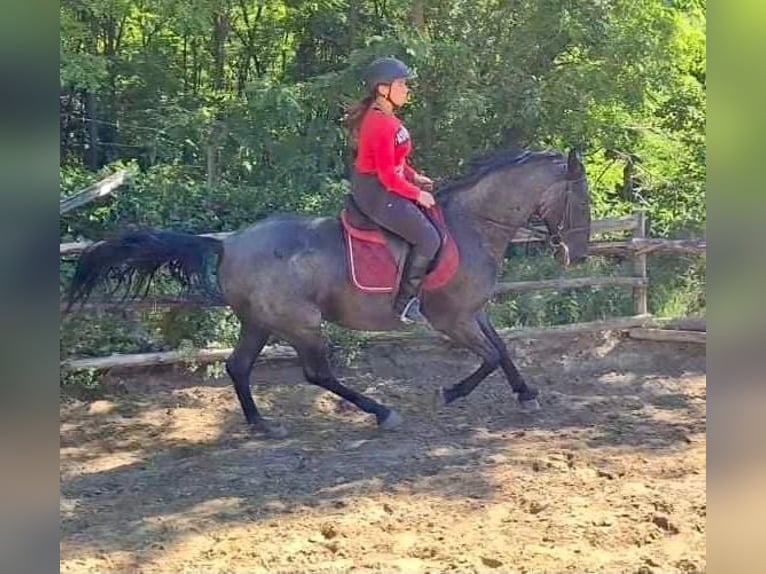 Lipizzano Castrone 9 Anni 164 cm Grigio in Nagykáta