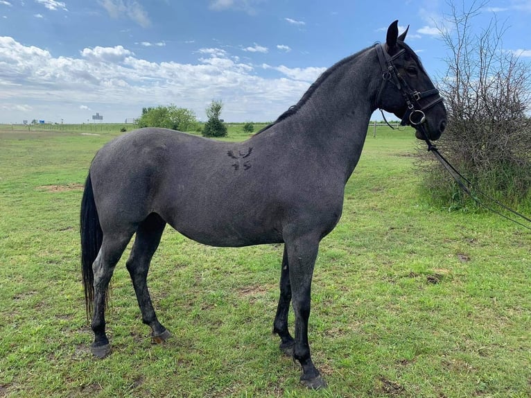 Lipizzano Castrone 9 Anni 164 cm Grigio in Nagykáta