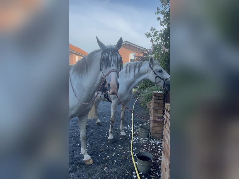 Lipizzano Castrone 9 Anni 165 cm Grigio in Rosendahl