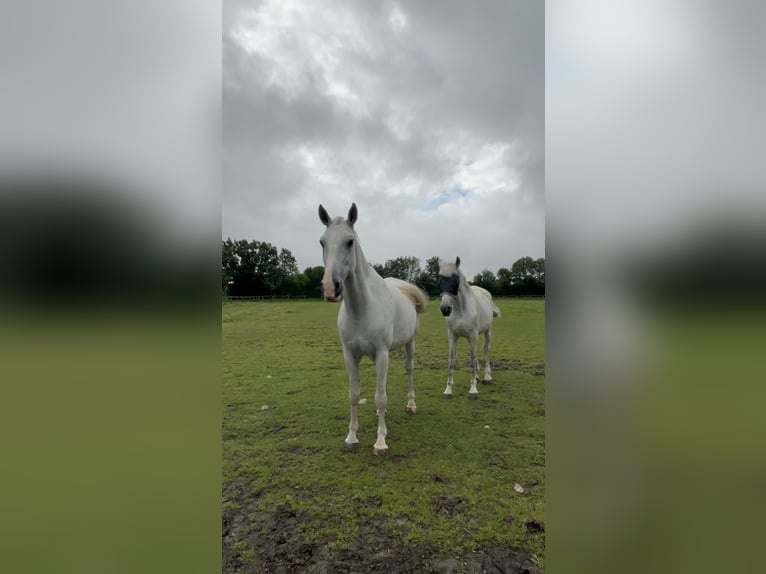 Lipizzano Castrone 9 Anni 165 cm Grigio in Rosendahl