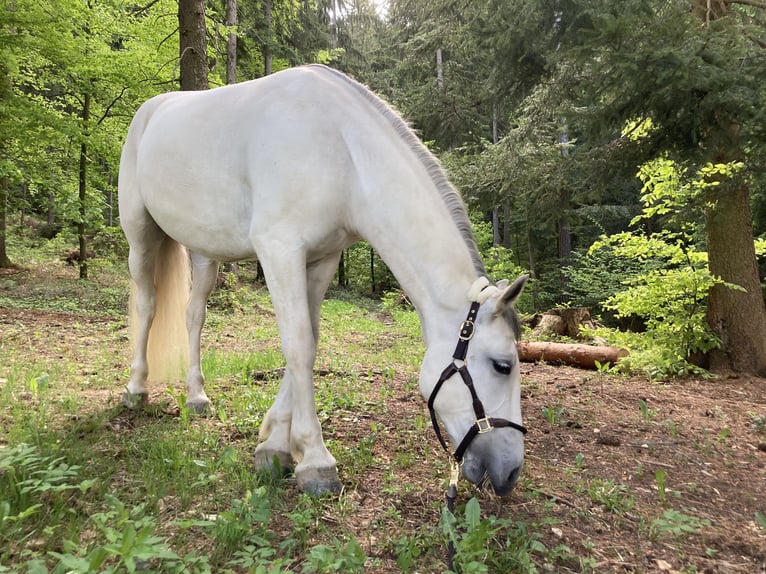 Lipizzano Giumenta 10 Anni 148 cm Grigio in Voitsberg