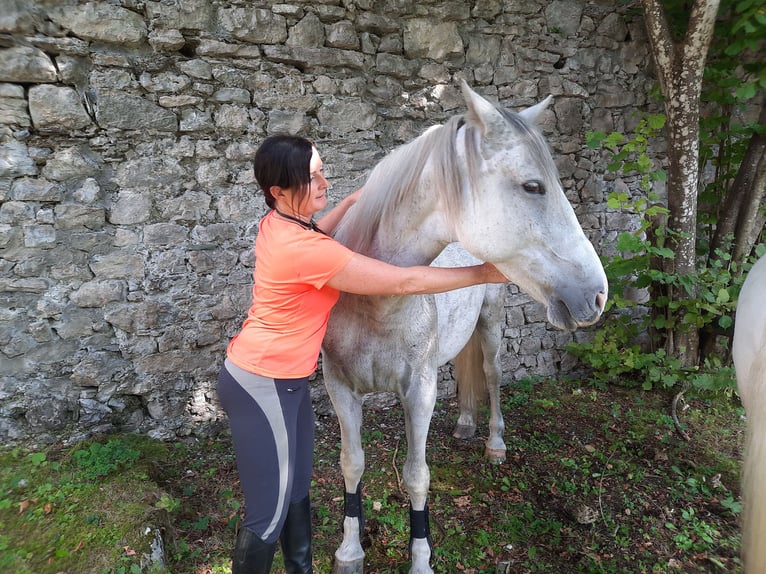 Lipizzano Mix Giumenta 11 Anni 154 cm Grigio in Deutschfeistritz