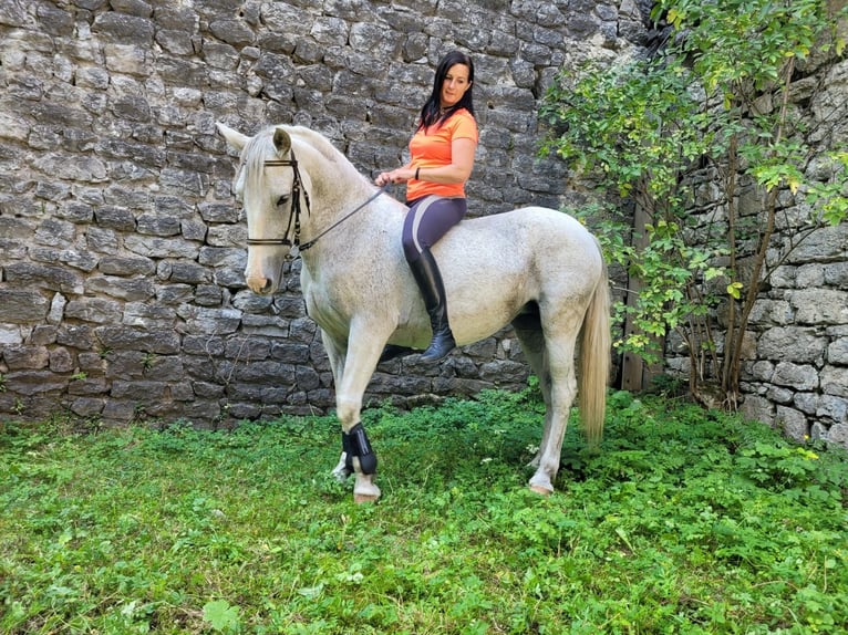 Lipizzano Mix Giumenta 11 Anni 154 cm Grigio in Deutschfeistritz