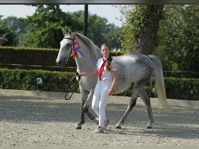 Lipizzano Giumenta 11 Anni 156 cm Grigio trotinato in Velp