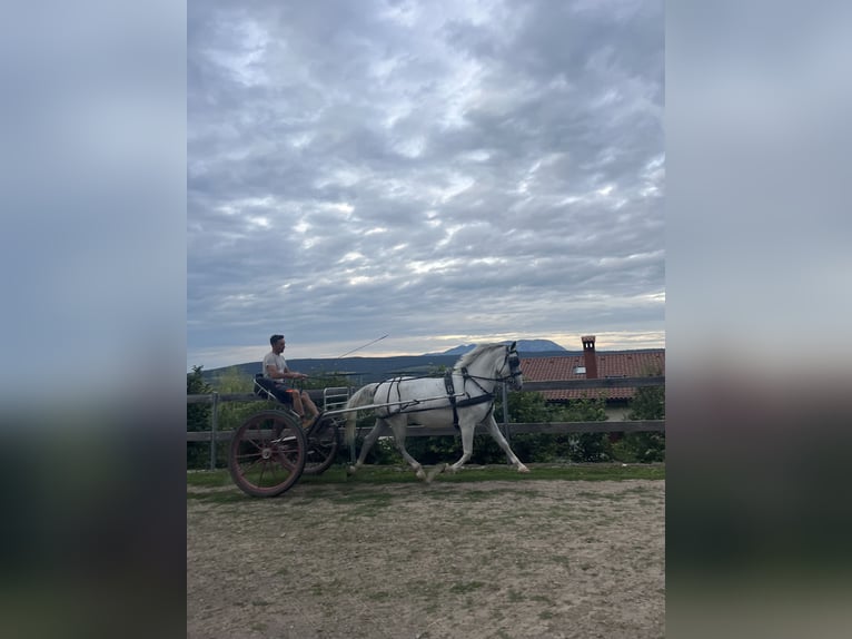 Lipizzano Giumenta 11 Anni 160 cm Bianco in Sežana