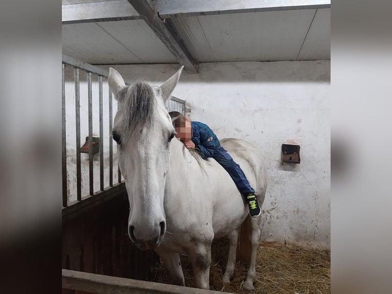 Lipizzano Giumenta 11 Anni 161 cm Grigio in Neustadt in Sachsen